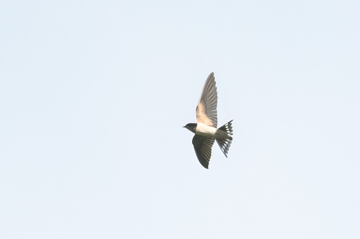 Barn Swallow - ML616580106