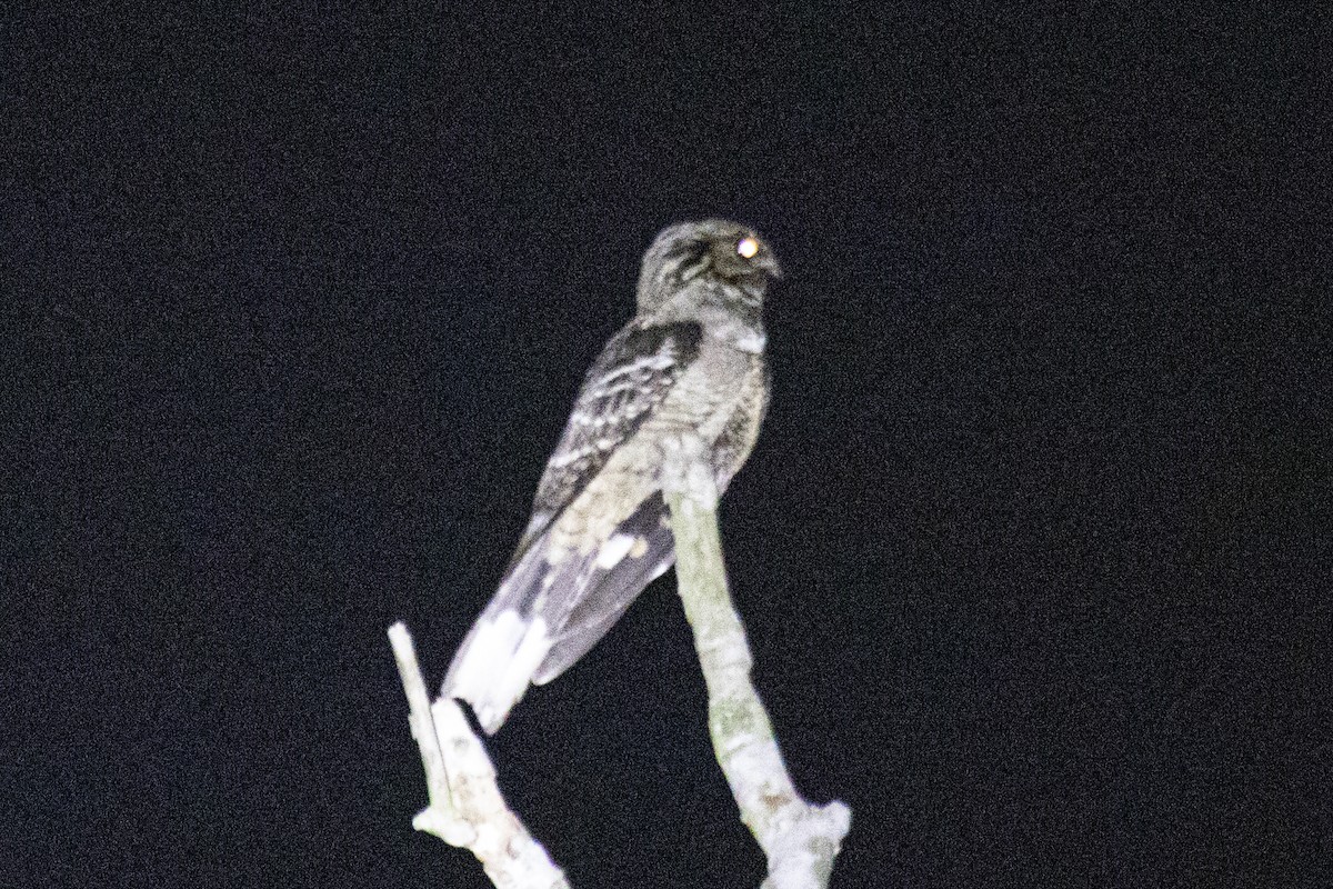 Large-tailed Nightjar - Nazes Afroz