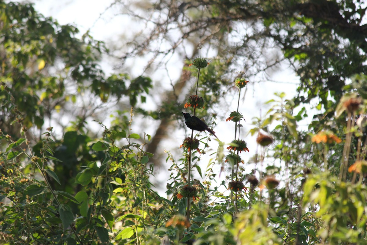 Collared Sunbird - Marsh Alphonso