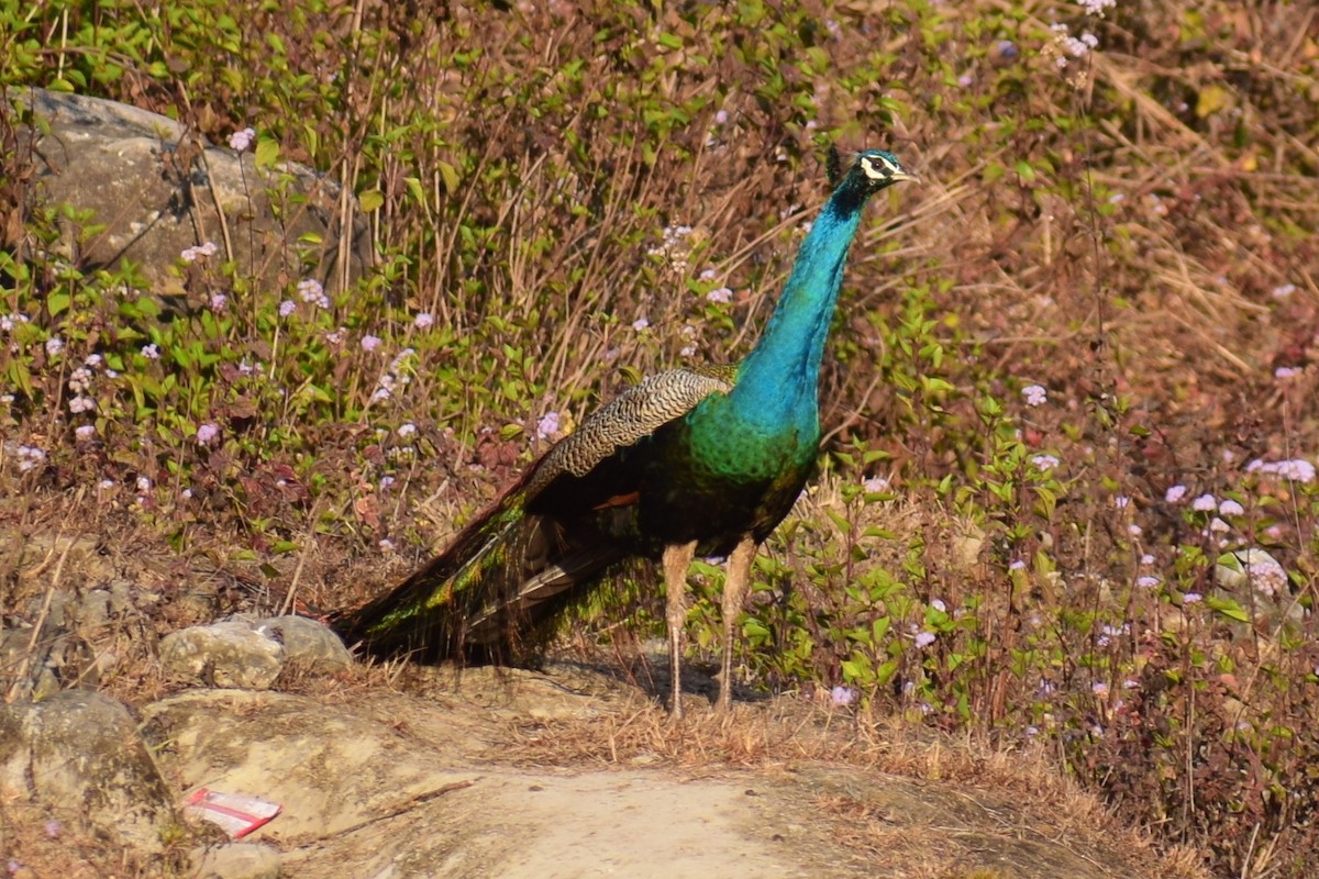 Indian Peafowl - Deepak Gairola