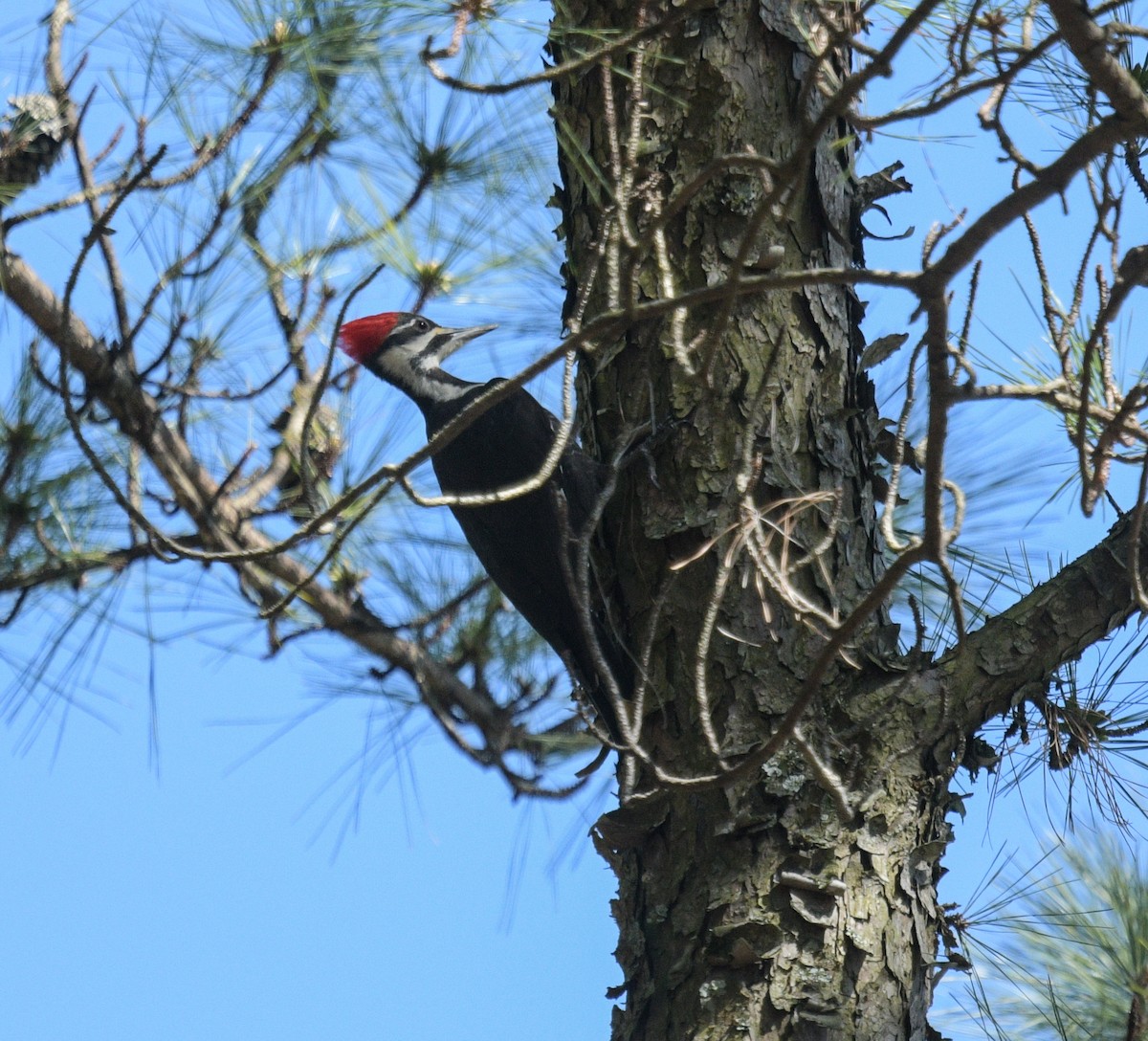 Pileated Woodpecker - ML616580179