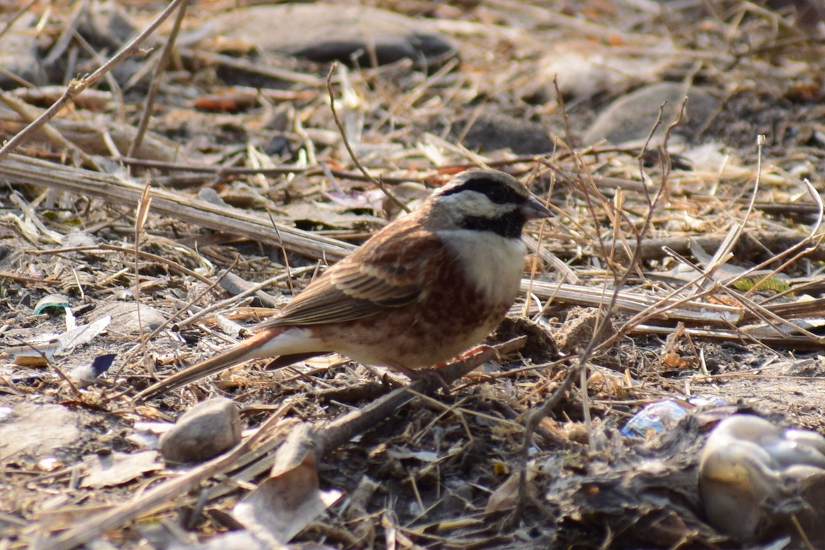 White-capped Bunting - ML616580218
