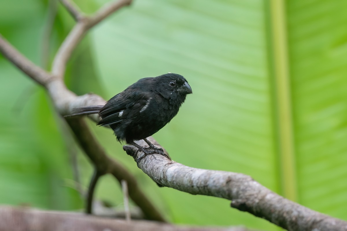 Variable Seedeater - ML616580311