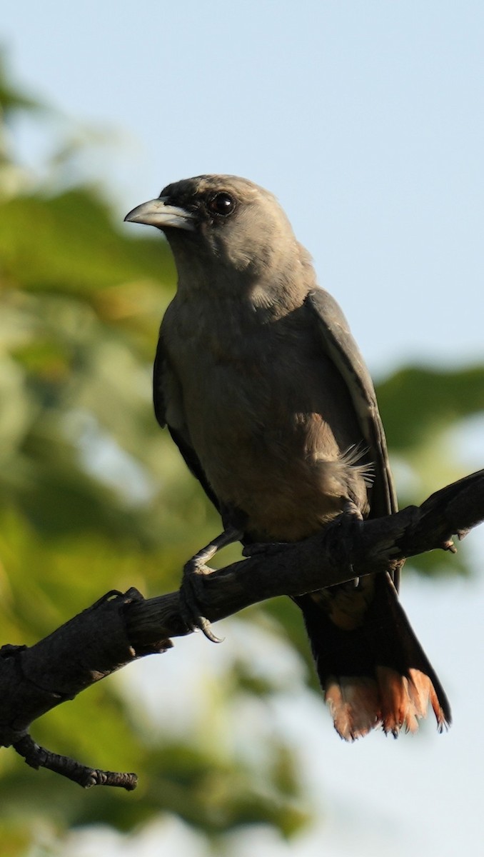 Black-faced Woodswallow - ML616580336