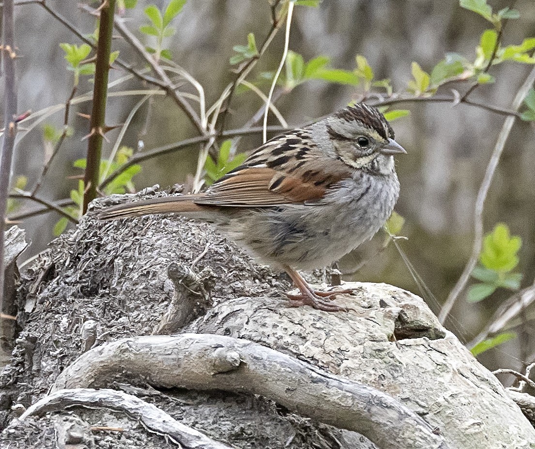 Swamp Sparrow - terry moore