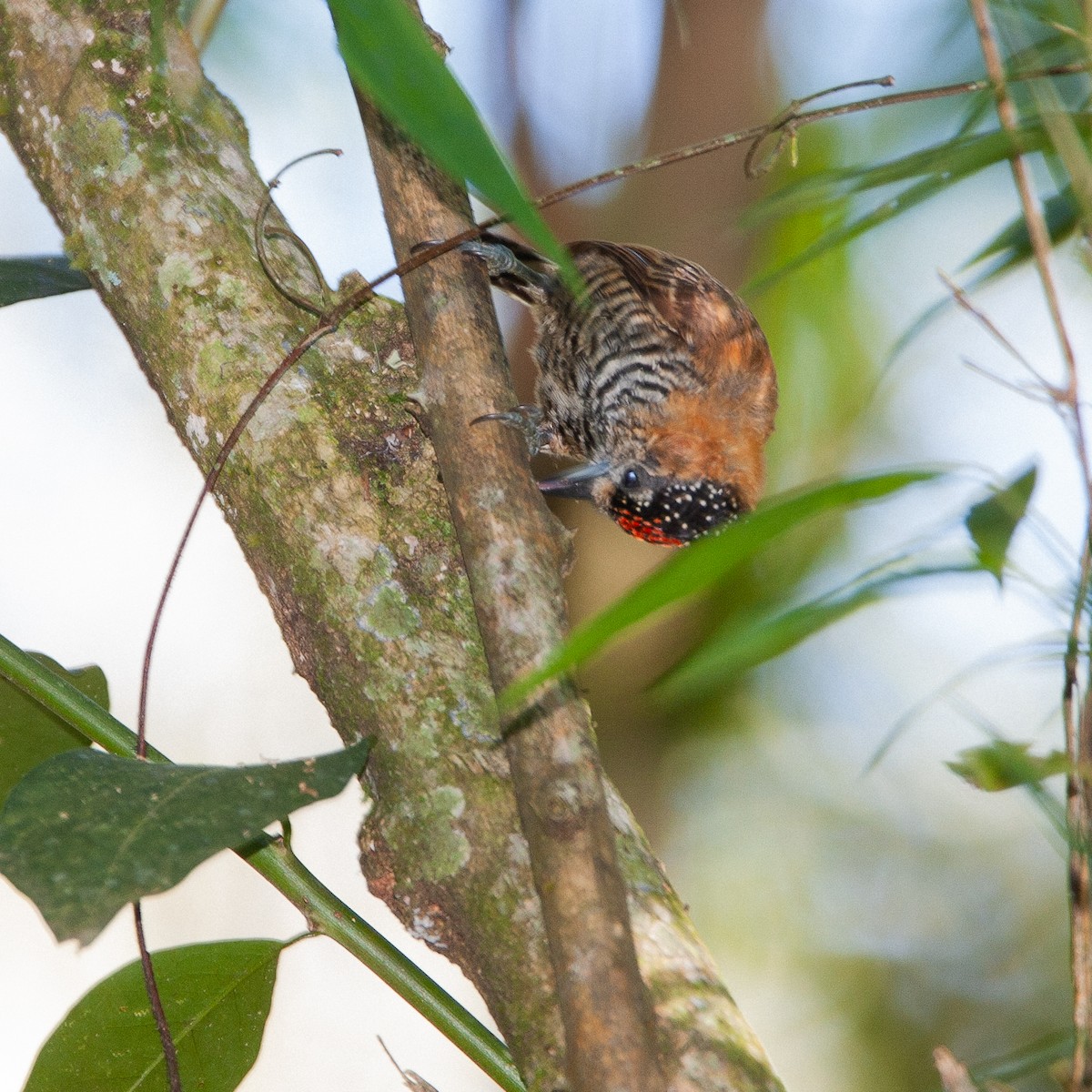 Ochre-collared Piculet - ML616580381