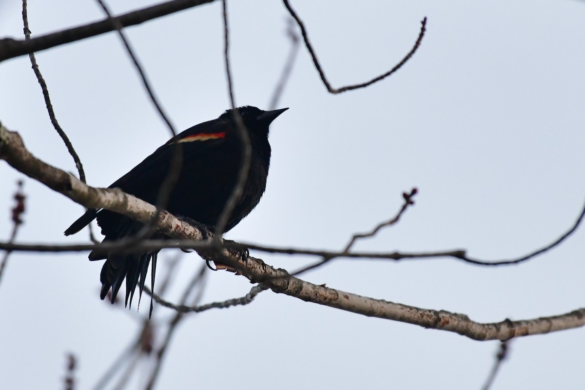 Red-winged Blackbird - ML616580395