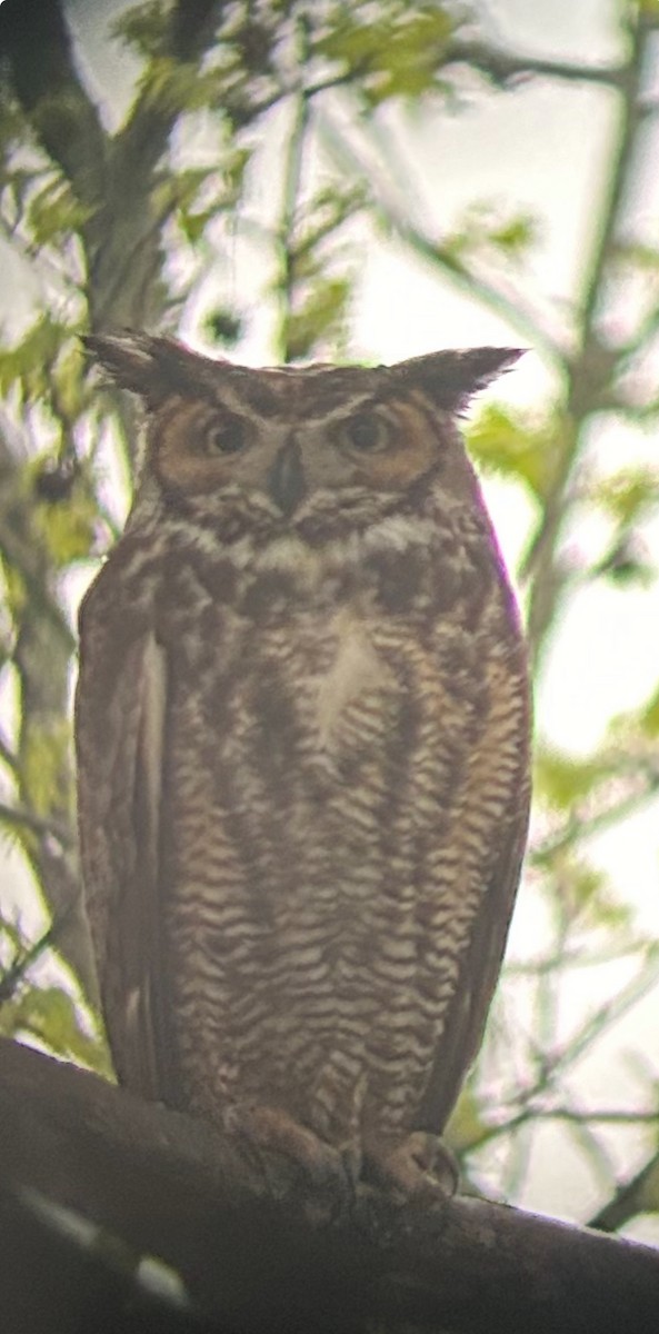 Great Horned Owl - ML616580433