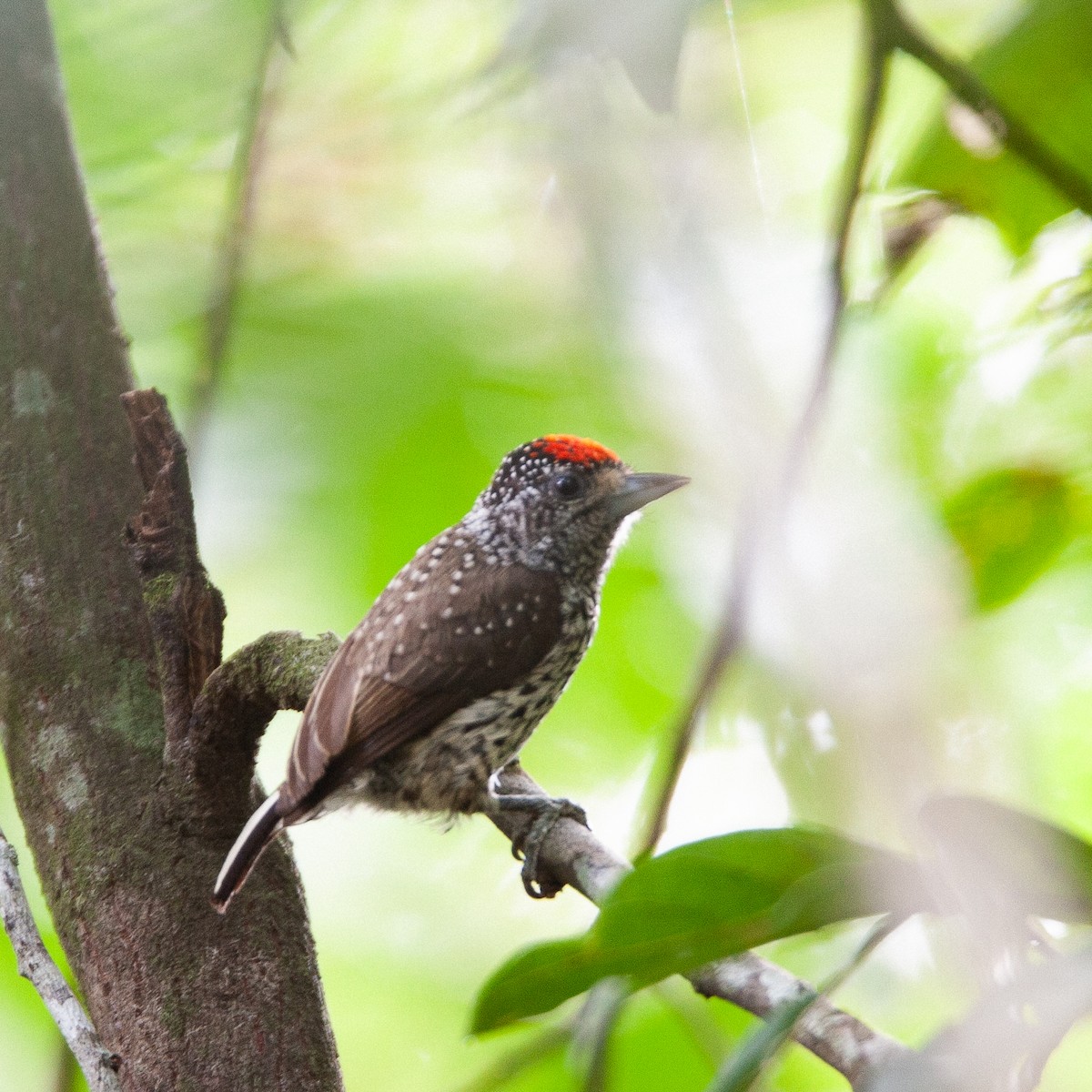 White-wedged Piculet - Werner Suter