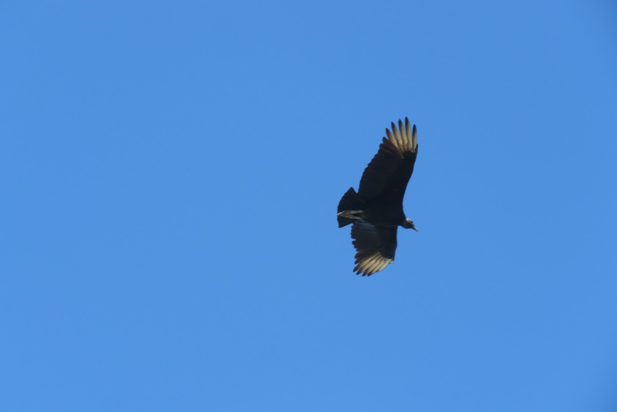 Black Vulture - ML616580476