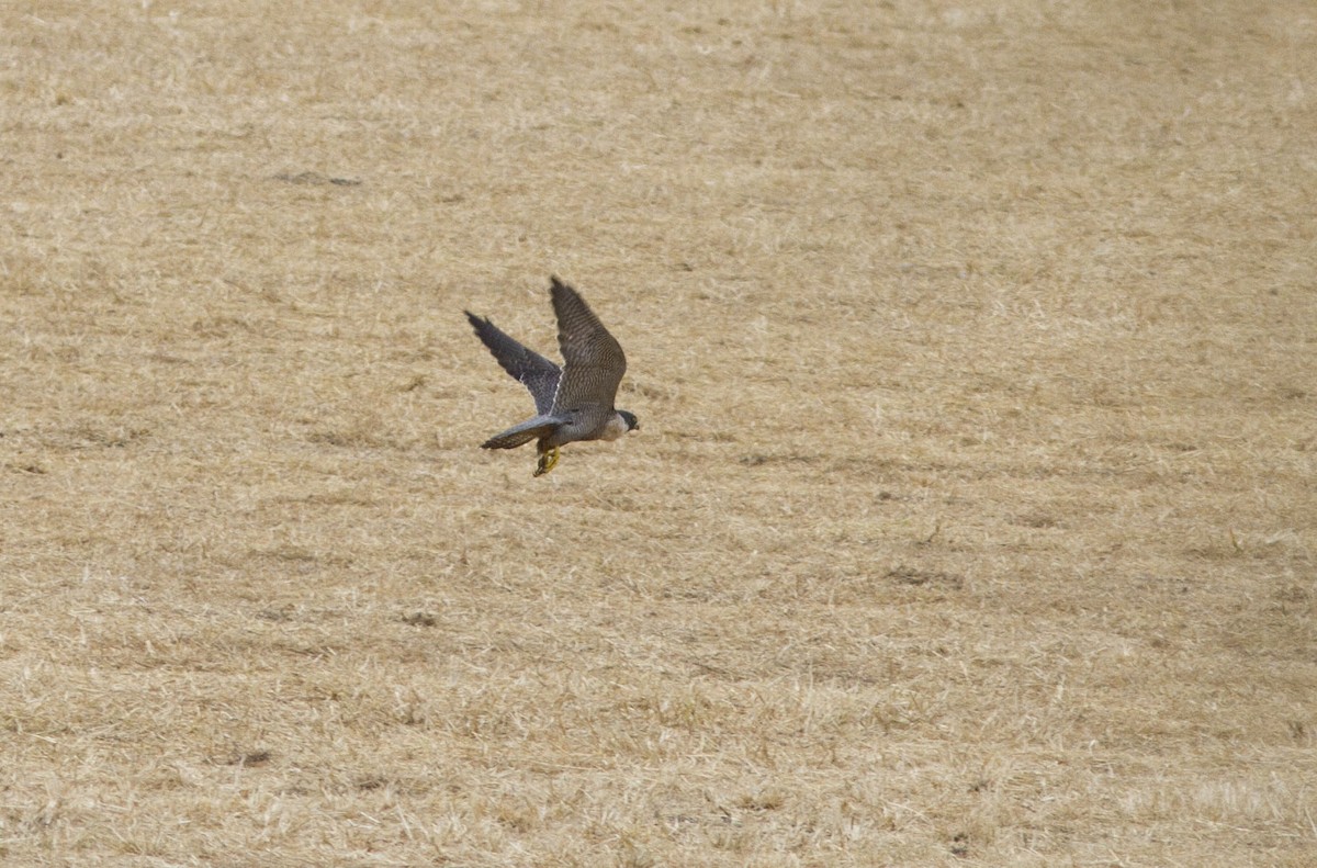 Peregrine Falcon (Australian) - Greg McLachlan