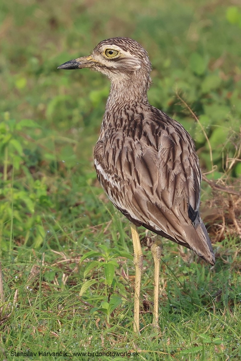 Indian Thick-knee - ML616580495