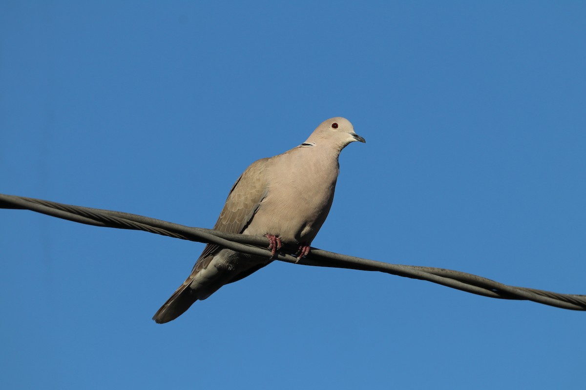 Eurasian Collared-Dove - Susan Szeszol