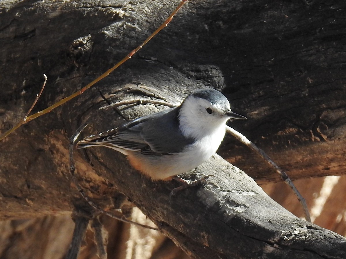 White-breasted Nuthatch - ML616580501