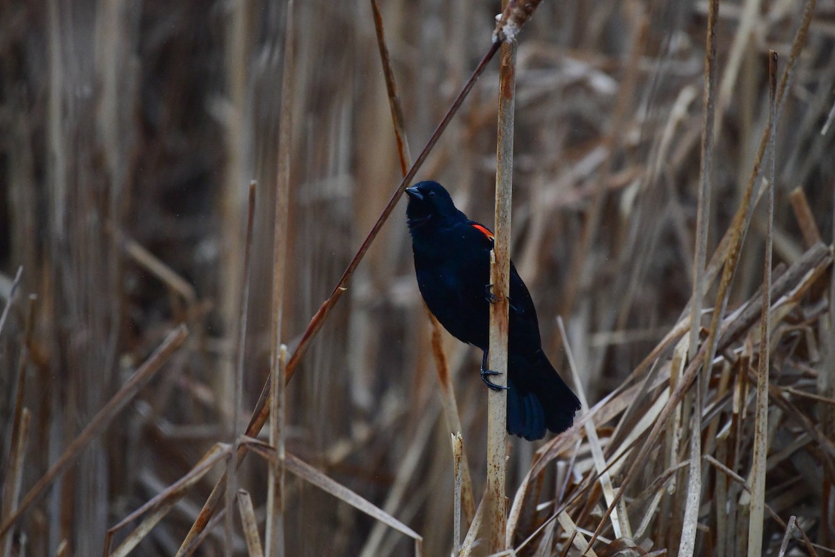 Red-winged Blackbird - ML616580505