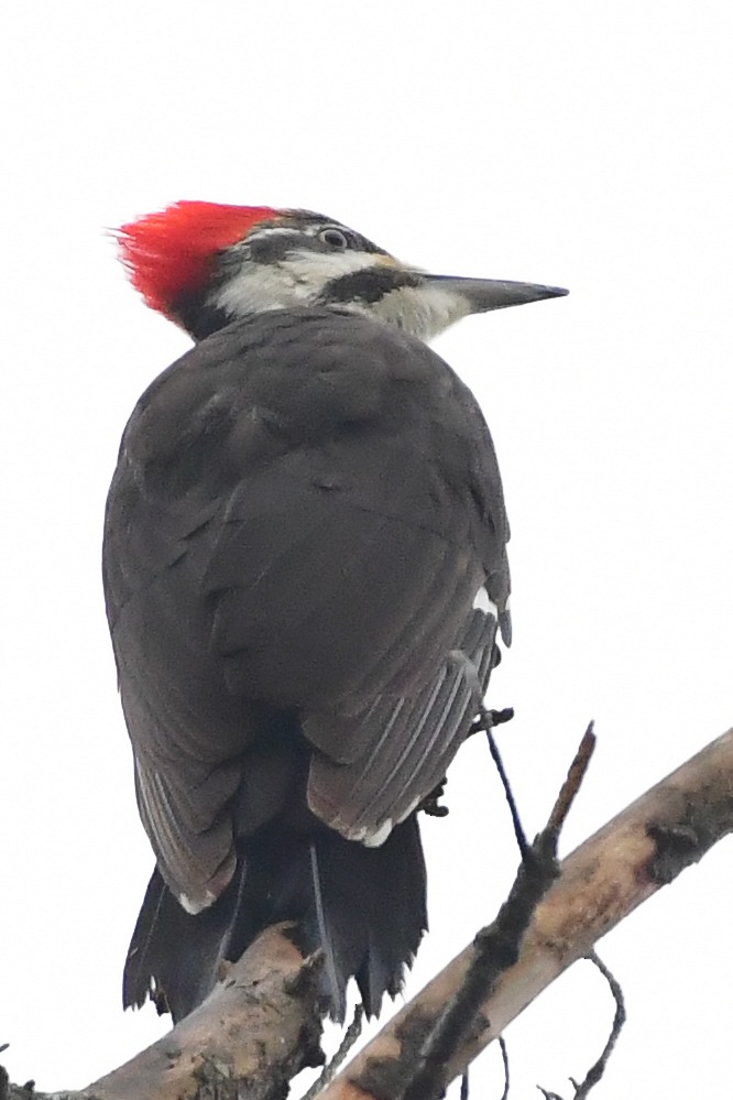 Pileated Woodpecker - Cristine Van Dyke