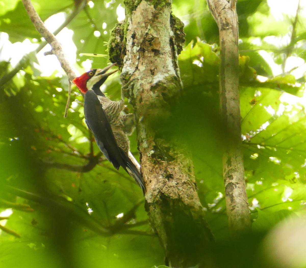 Crimson-crested Woodpecker - Pierre Bonmariage