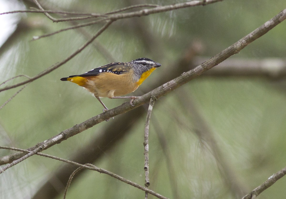 Spotted Pardalote (Spotted) - ML616580535