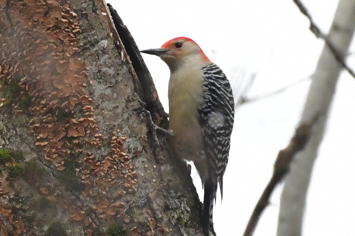 Red-bellied Woodpecker - Cristine Van Dyke