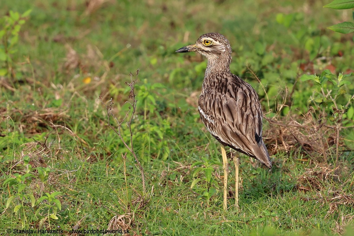 Indian Thick-knee - ML616580540