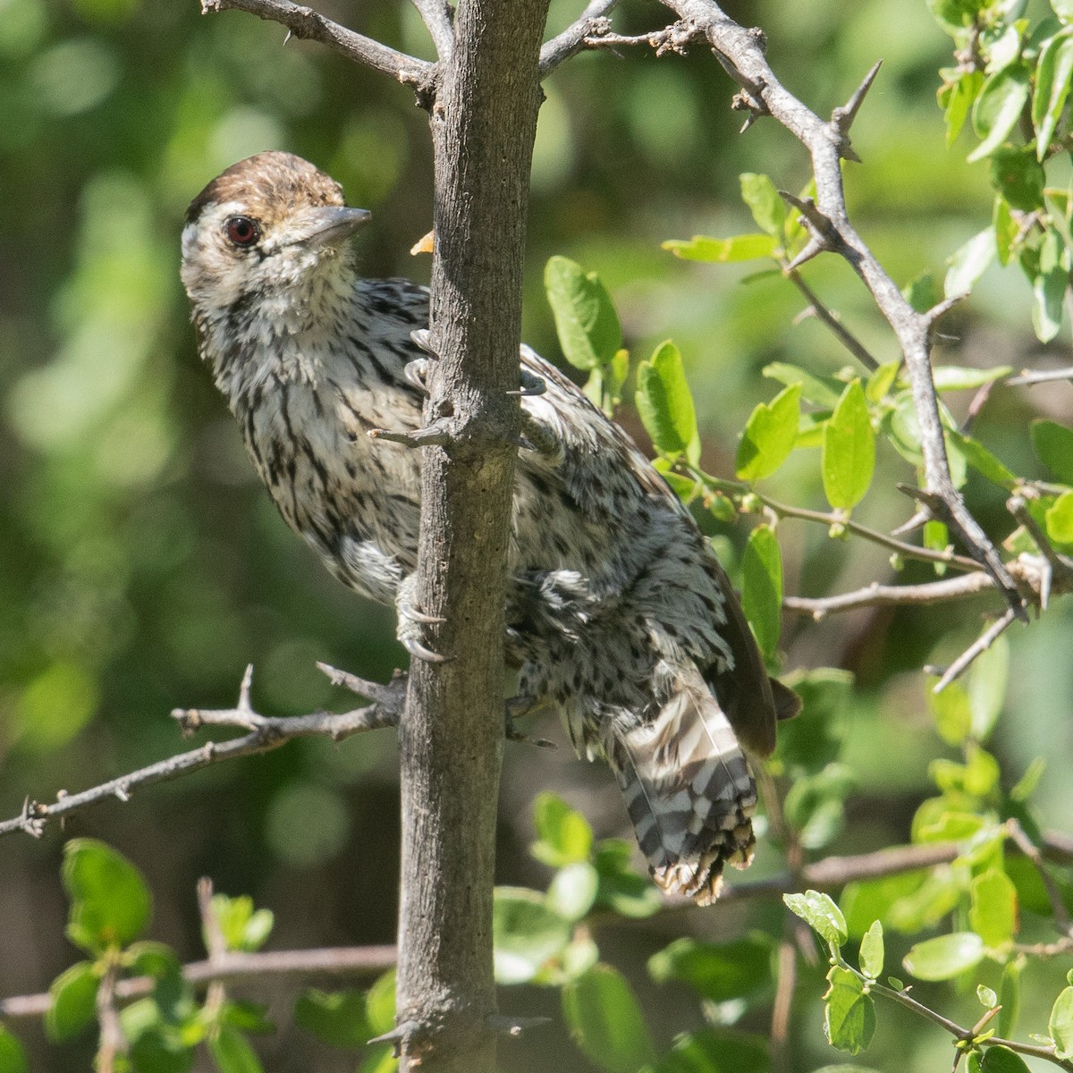 Checkered Woodpecker - Werner Suter