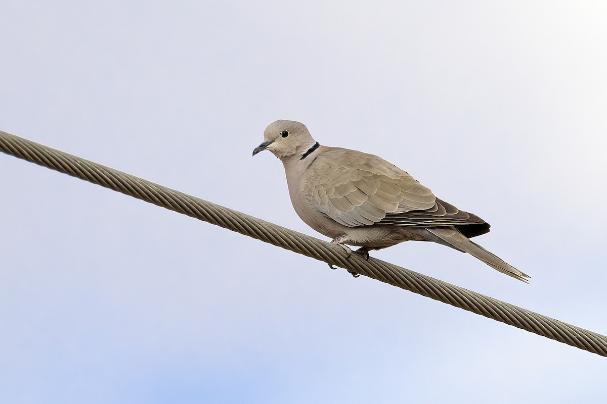 African Collared-Dove - ML616580614