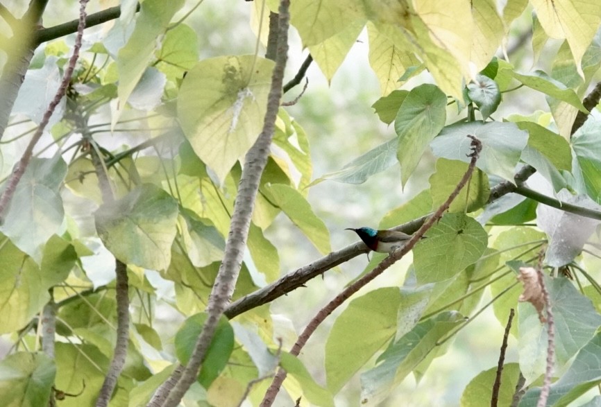 Fork-tailed Sunbird - ML616580617