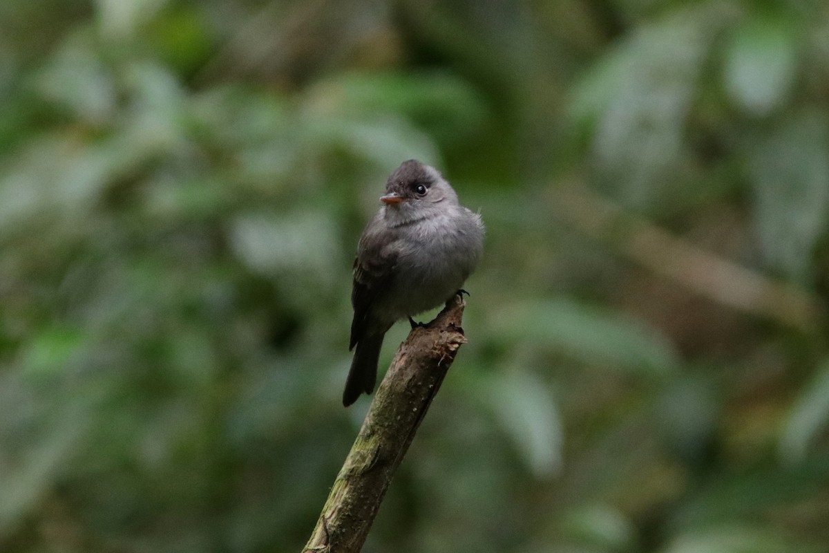 Southern Tropical Pewee - ML616580764