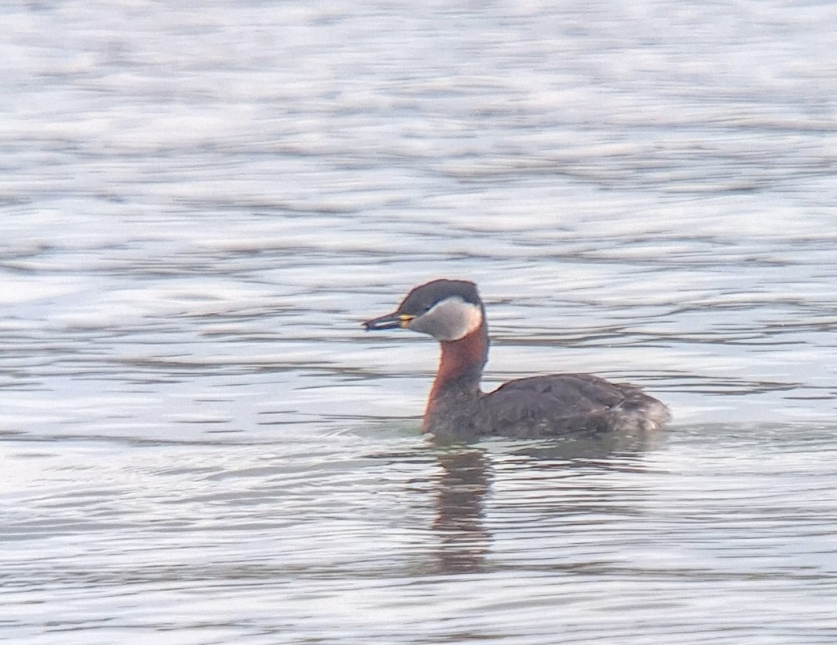 Red-necked Grebe - ML616580774