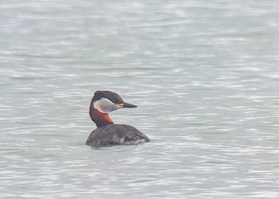 Red-necked Grebe - ML616580775