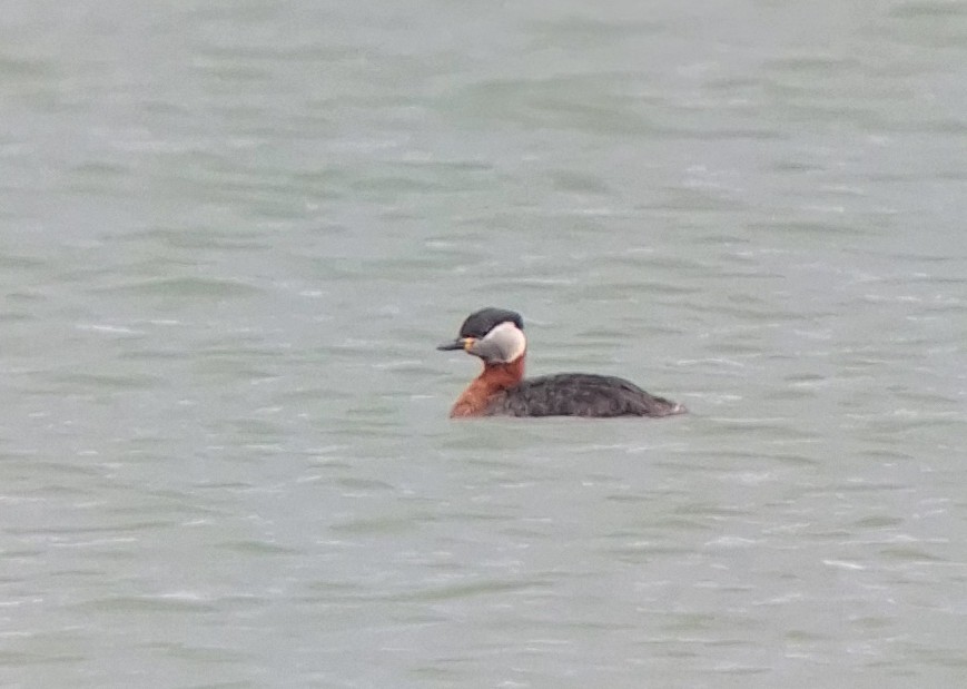 Red-necked Grebe - ML616580776