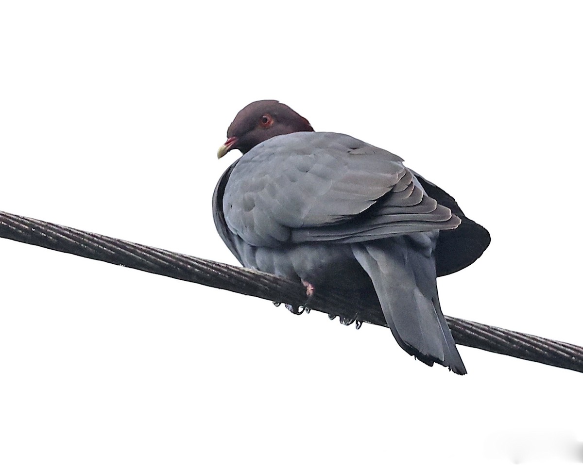 Scaly-naped Pigeon - ML616580787