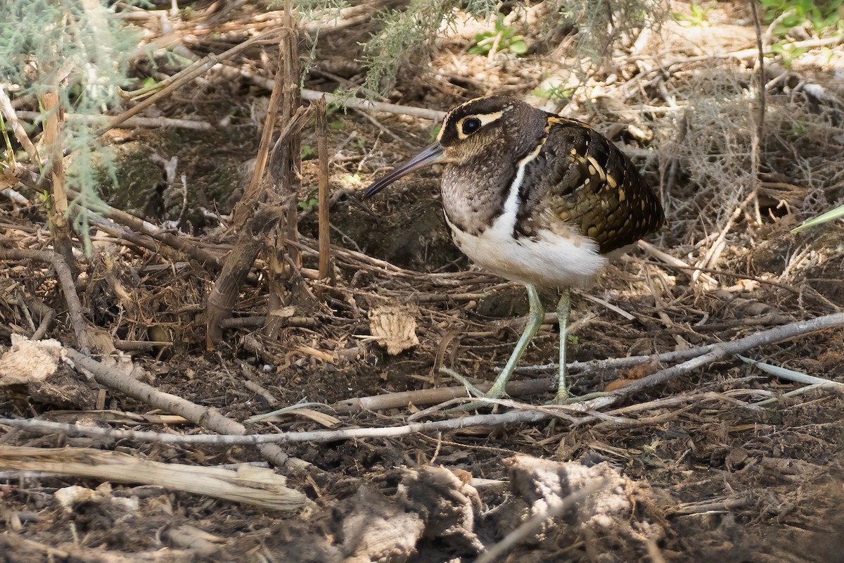 Greater Painted-Snipe - ML616580811
