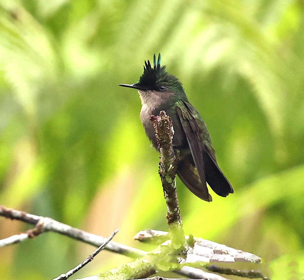 Antillean Crested Hummingbird (Lesser Antilles) - Graham Ekins