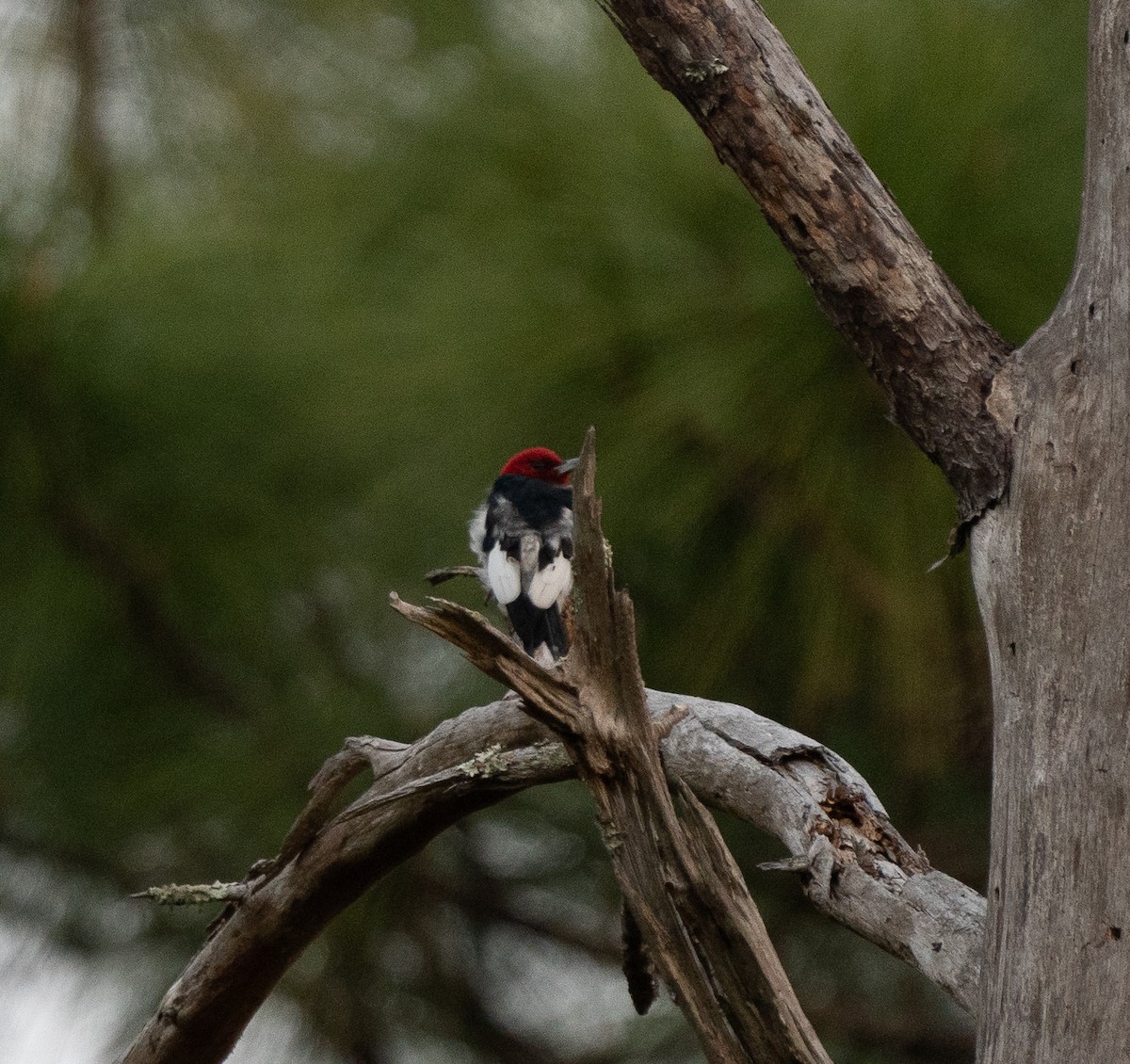 Red-headed Woodpecker - Sam Mitcham