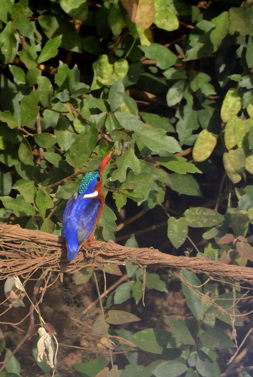 Malachite Kingfisher - Carlos Alberto Ramírez