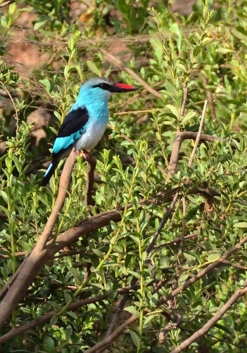 Blue-breasted Kingfisher - Carlos Alberto Ramírez