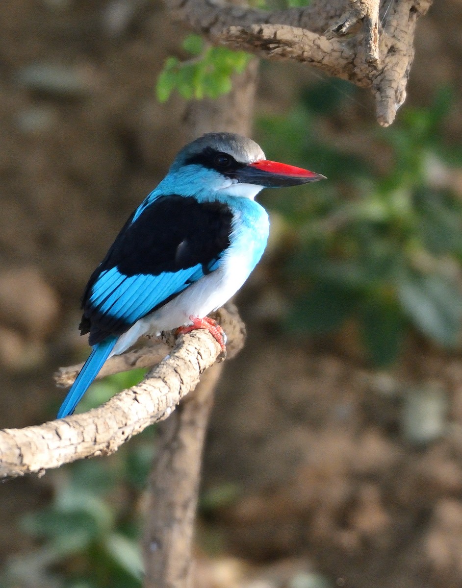 Blue-breasted Kingfisher - ML616580848