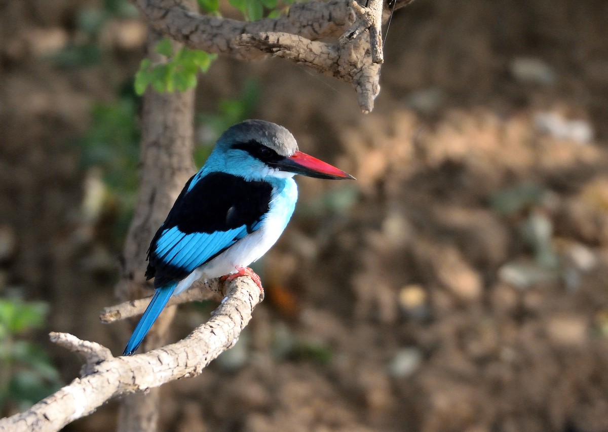 Blue-breasted Kingfisher - ML616580850