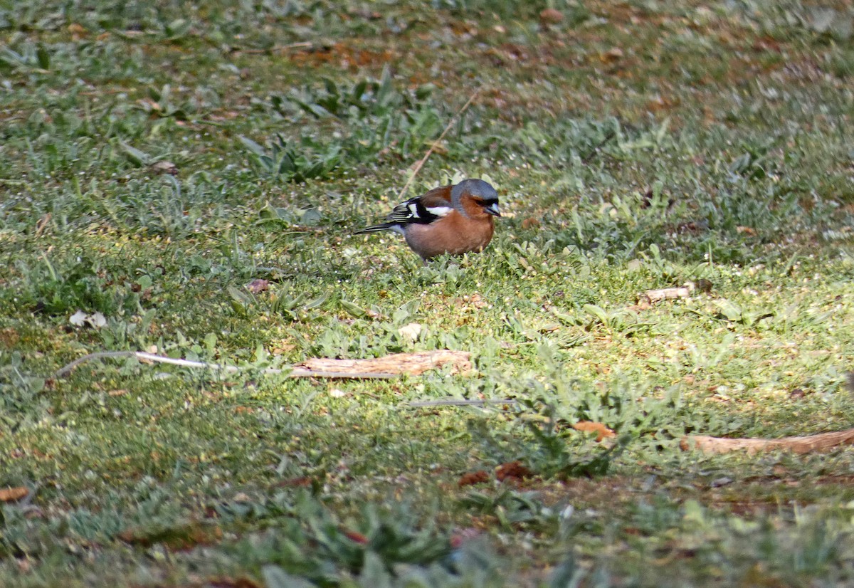 Common Chaffinch - Francisco Javier Calvo lesmes