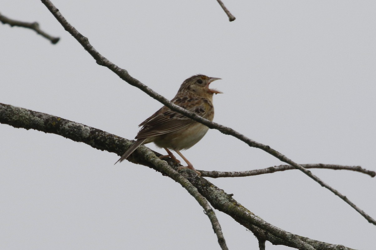 Grasshopper Sparrow - ML616580865