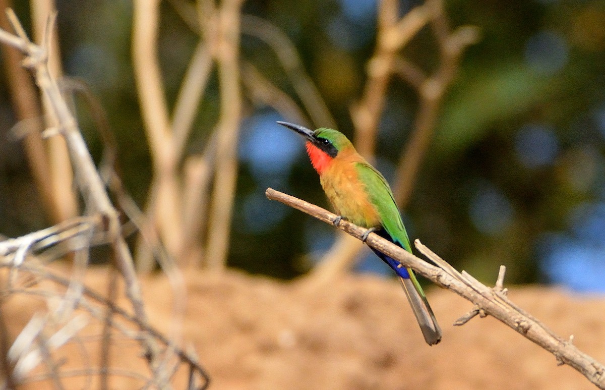 Red-throated Bee-eater - ML616580910