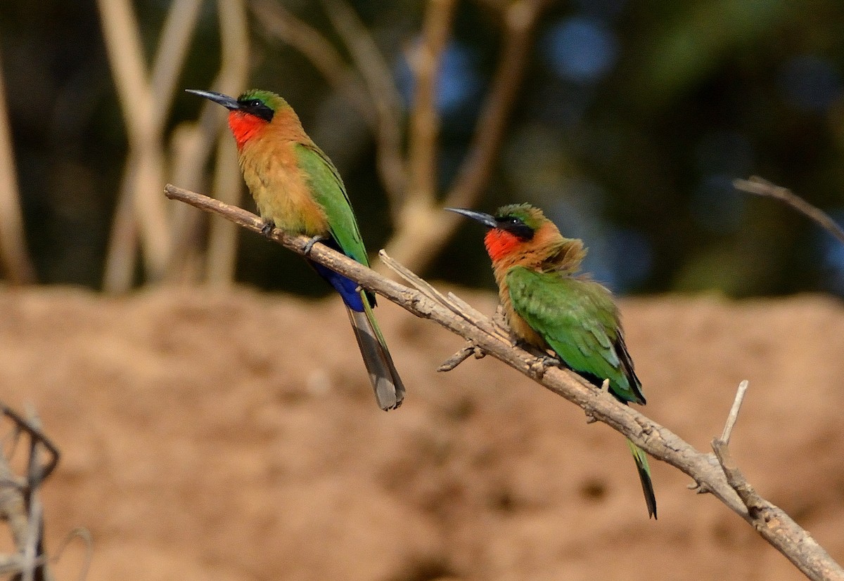 Red-throated Bee-eater - ML616580911