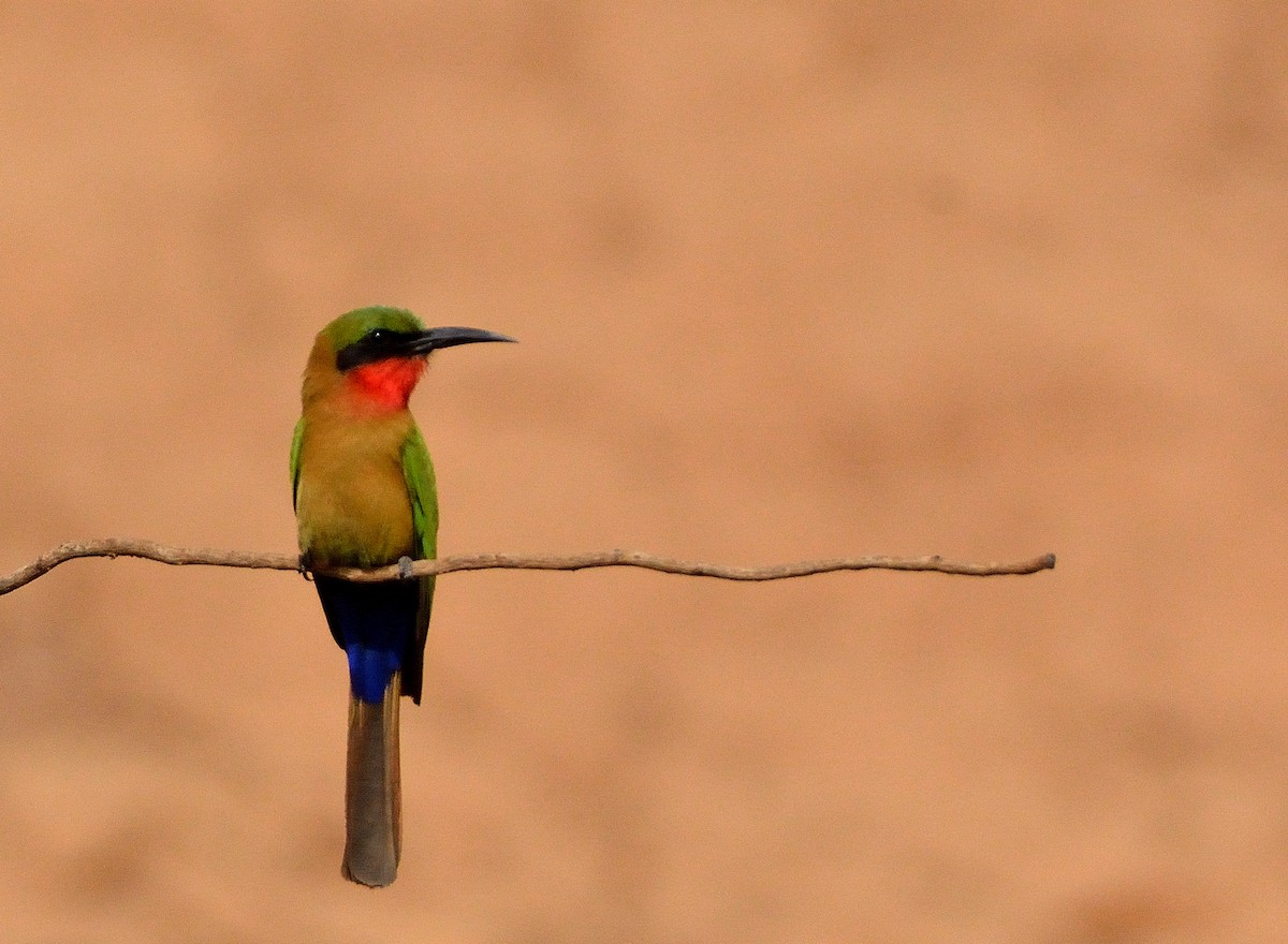 Red-throated Bee-eater - ML616580912