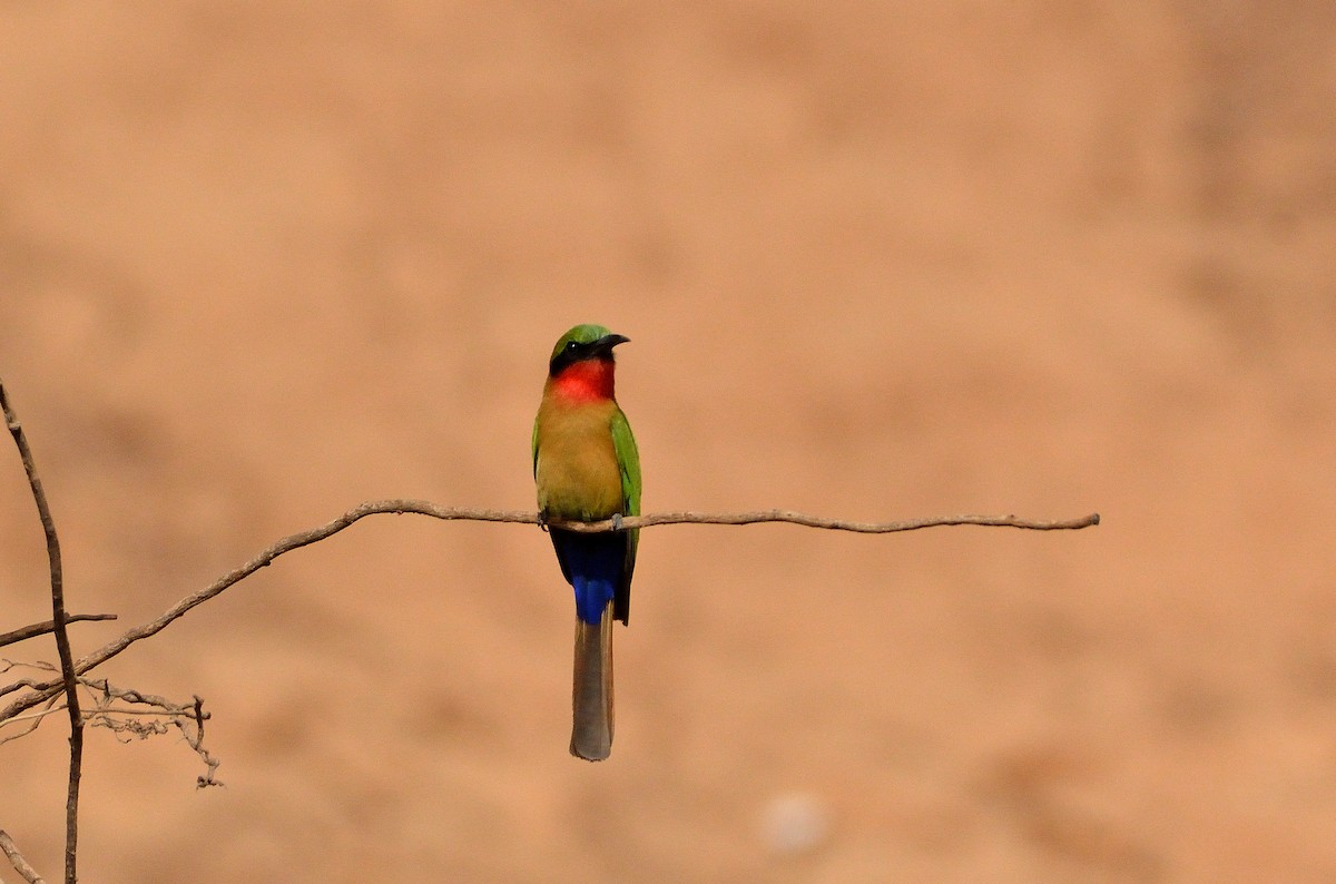 Red-throated Bee-eater - ML616580913