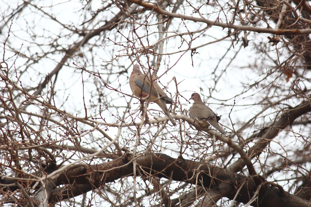 Laughing Dove - ML616580932
