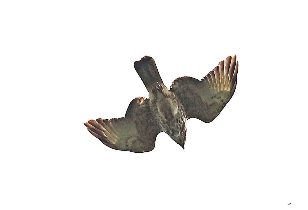 Broad-winged Hawk (Caribbean) - ML616581005