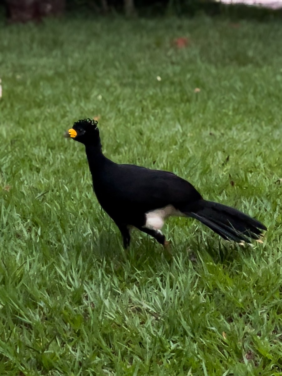 Bare-faced Curassow - ML616581025