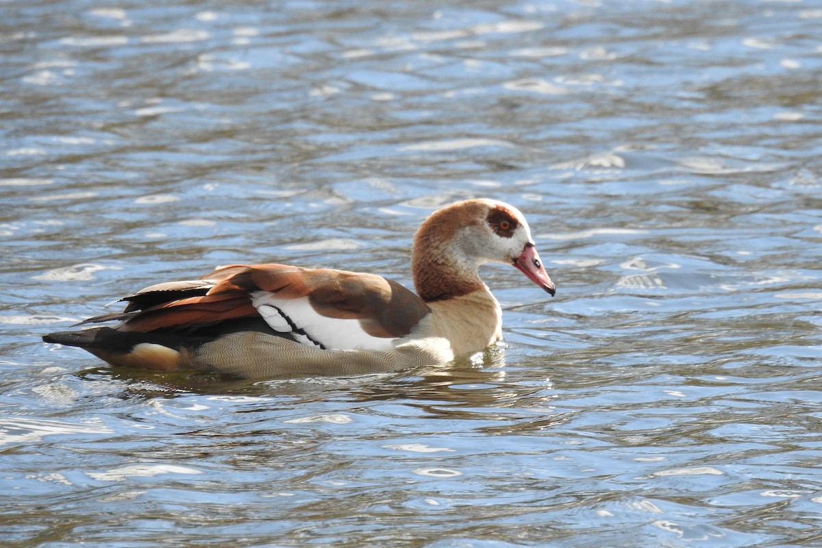 Egyptian Goose - Peter Hines