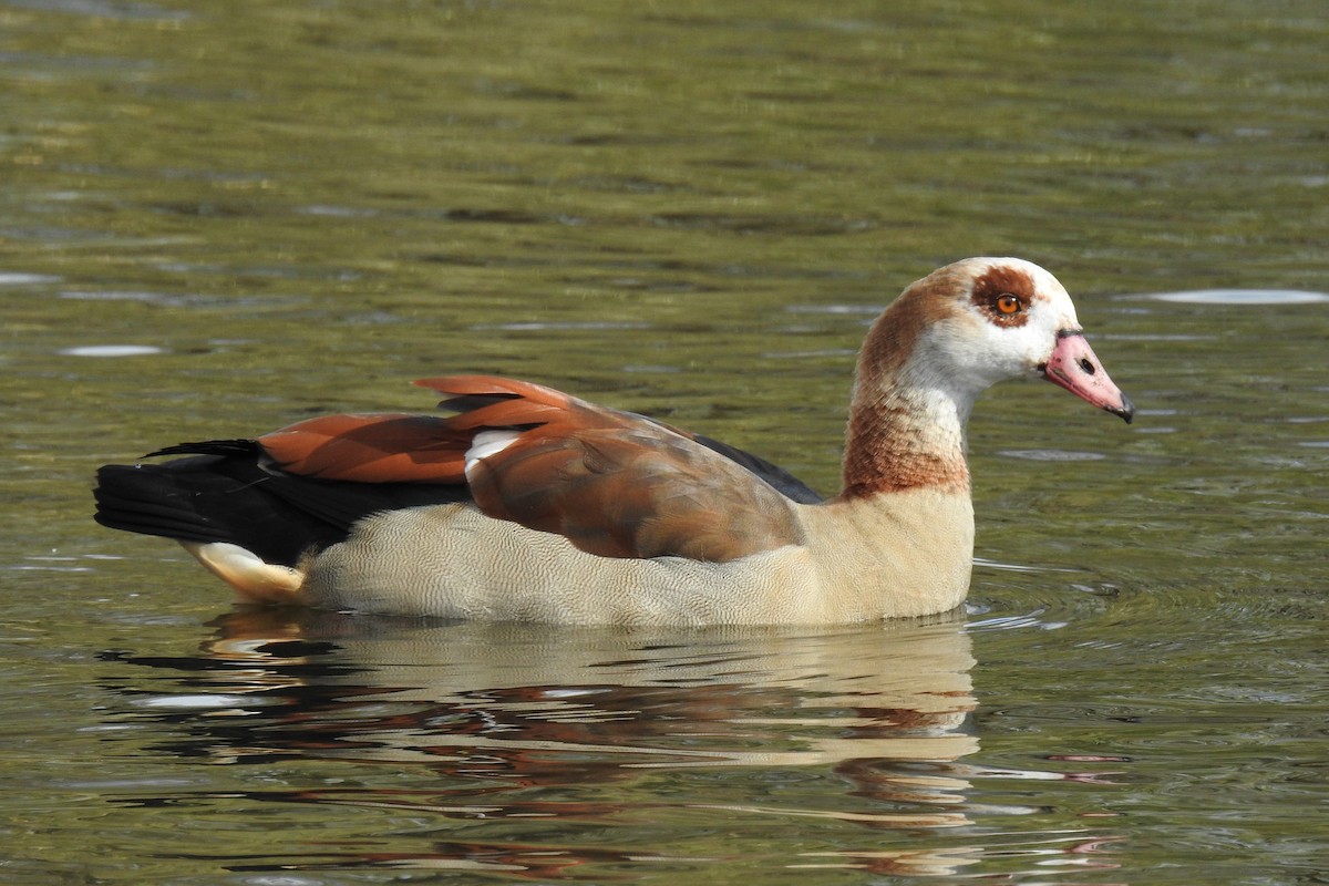 Egyptian Goose - Peter Hines